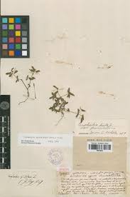 Image result for Euphorbia ophthalmica