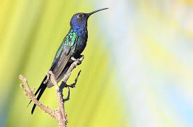 Most authorities place it in the genus eupetomena. Blauer Gabelschwanzkolibri Swallow Tailed Hummingbird Eupetomena Macroura Brasilien Naturschule Neus Webseite