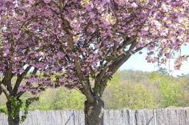 Check spelling or type a new query. Japanese Flowering Cherry Plant Care And Growing Guide