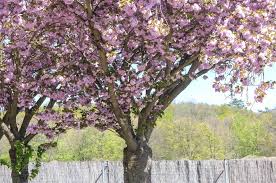 Kwanzan cherry could be the showiest of all the cherries! Japanese Flowering Cherry Plant Care And Growing Guide