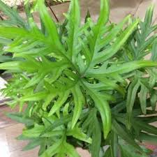 Image result for Aleuritopteris