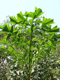 Image result for Caryota urens