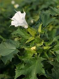 Image result for durman obecný plod