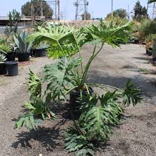 Image result for Triplophyllum subquinquefidum