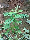 Image result for Phyllanthus hutchinsonianus