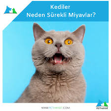 Kediler Neden Surekli Miyavlar Kedi Evcil Hayvanlar Hayvan