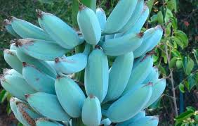 These Rare Bananas Are Blue And Taste Like Ice Cream Vanilla Ice Cream Banana Banana Ice Cream