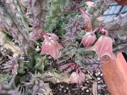 Image result for Huernia longituba