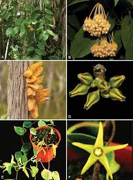 Image result for Orthanthera jasminiflora
