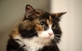 I 131 Radioactive Iodine Therapy For Hyperthyroidism Memphis Veterinary Specialists Emergency Cordova