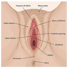 The diagram is as follows: Perineal Massage Why And How To Do It