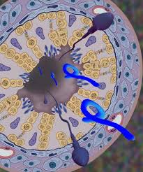 Characterization of a new marburg virus isolated from a 1987 fatal case in kenya. Mechanism Of Marburg Virus Sex Eurekalert Science News Releases