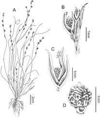 Image result for Scleria tessellata