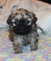 Available Puppies Puppies Baby Animals Cute Animals