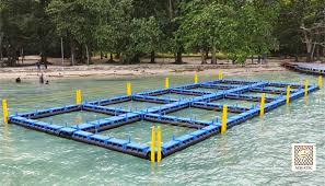 Budidaya Ikan Kerapu Bebek Di Keramba Jaring Apung Infoakuakultur Com