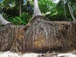 Are Palm Tree Roots Dangerous Gardening On