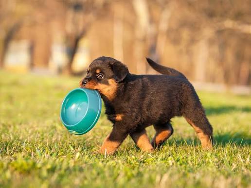 What Can Your Puppy Eat and Drink? Tips for Puppy Food | Yarrah