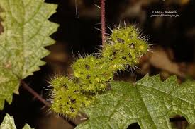 Image result for Girardinia diversifolia