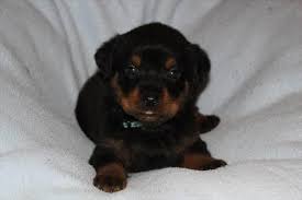 Purebred rottweiler puppies to good homes. Rottweiler Puppies For Sale Mississippi
