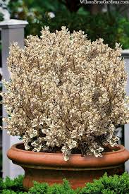 Image result for Myrsine africana