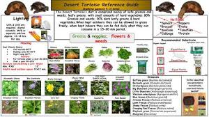 Turtle Tortoise Care Guides In 2020 Tortoise Care Sulcata Tortoise Tortoise Food