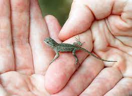 Western Fence Lizard Coniferous Forest