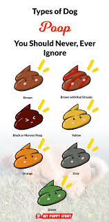 Blood in your dog's stool is never a good sign. What Does The Colour Of Your Dog S Poop Mean My Puppy Story