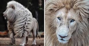 Check spelling or type a new query. Beautiful Portraits Of White Lions Majestic Manes To Raise Awareness