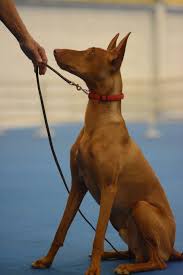 Akc star puppy near me. Akc S T A R Puppy The Dog Training Club Of Tampa Inc