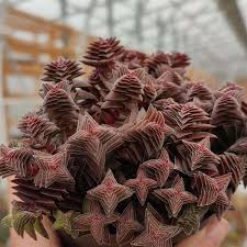 Image result for Crassula capitella