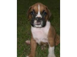 Boxer Puppies In Georgia