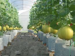 Mendekorasi taman sama halnya dengan mendesain interior rumah, yaitu banyak pilihan yang bisa diaplikasikan. Saya Bakal Pemimpin Rock Melon