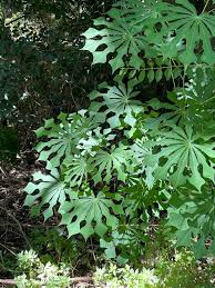 Image result for Manihot grahamii