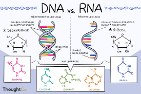 It analyzes the length of strands of dna that include repeating base pairs. The Differences Between Dna And Rna