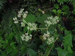 Image result for Begonia poculifera