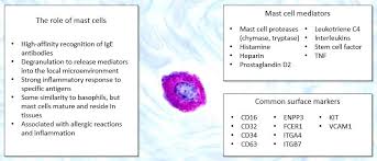 Image result for Mast Cell