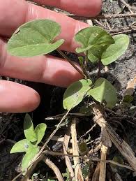 Image result for Ipomoea asarifolia