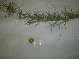 Image result for Asparagus flagellaris