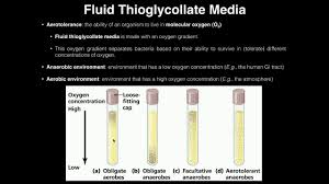 Microbiology Lab Fluid Thioglycollate Media Aerotolerance