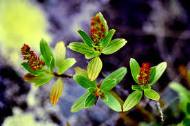 Image result for Myrothamnaceae