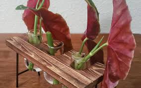 Image result for Brownleea maculata