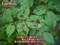 バラの病気 黒点病 黒星病 について 発生原因と予防 対策は Gardeco Japan