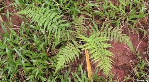 Image result for Pityrogramma