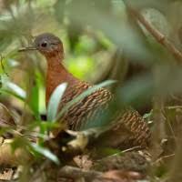 Image result for Erythrocephalum decipiens