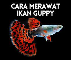 Mosqitofish in the drain / ikan guppy longkang yang subur di longkang terbiar.tapi tidak menarik. Cara Merawat Ikan Guppy Yang Sakit Info Ikan Guppy Ikan Hiasan Terkini