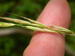 Image result for Bromus