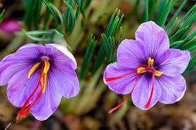 Top most beautiful flowers lists out there reserve the number one spot for this one. 10 Most Beautiful Rarest Flowers In The World Depth World
