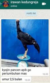 Oleh karena itu, jika kita hendak mengonsumsi telur, kita dapat mencuci cangkang telur tersebut kemudian. Kyojin Pakan Ayam Raksasa