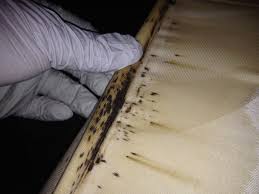 Bed Bug Control Abc Home Commercial Services 8448 North Sam Houston Parkway W Houston Tx 77064 281 730 9500 Www Abchom Bed Bug Control Bed Bugs Sam Houston