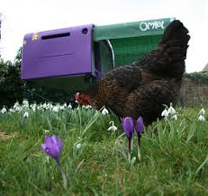 Will chickens eat your garden. Will Chickens Eat My Garden Plants Should I Keep Chickens Chickens